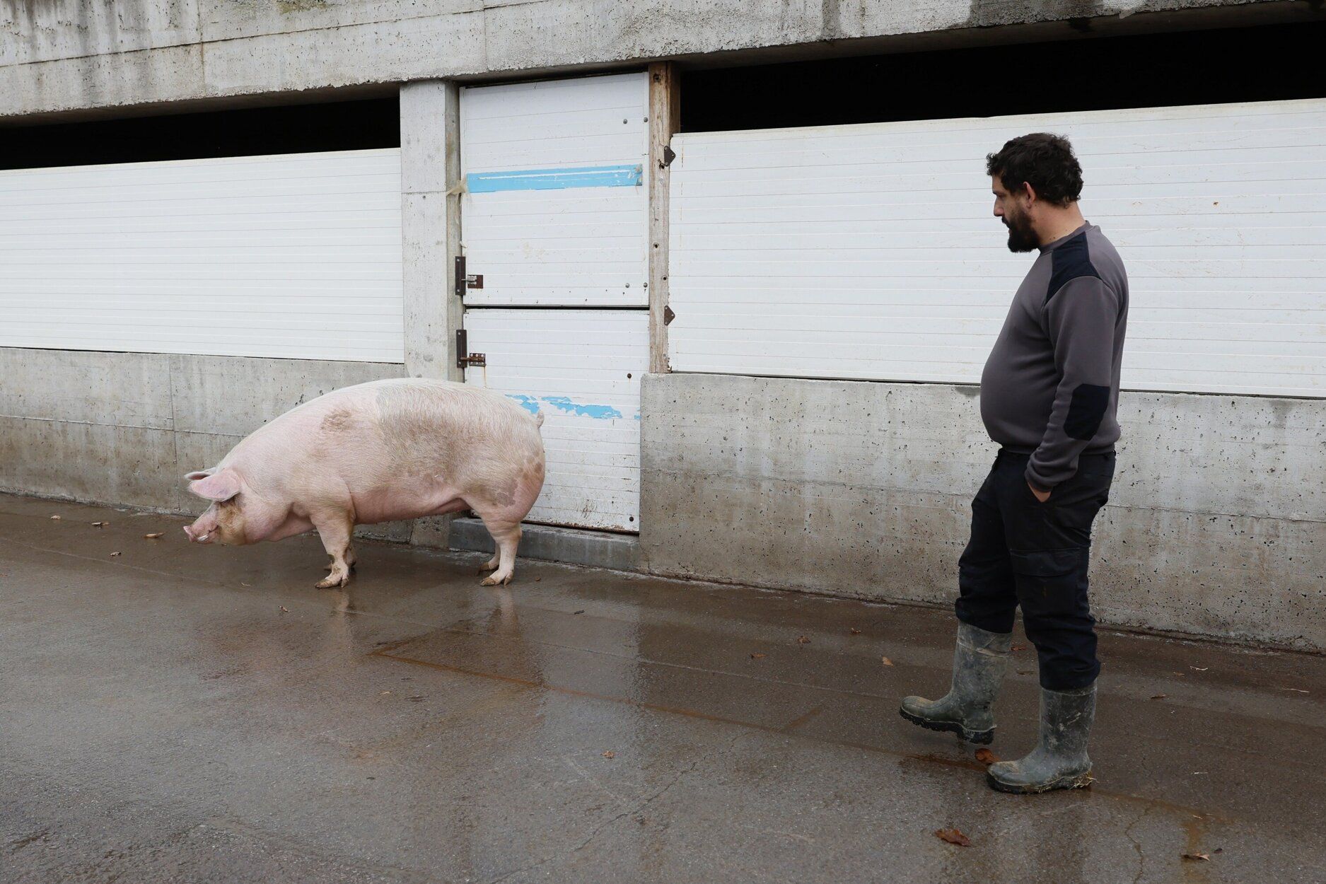 Poxpolin, la cerda de Santo Tomas 2025