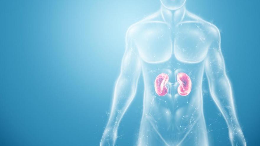 Holograma de los riñones del cuerpo humano.