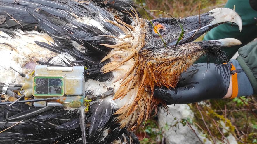 Muere envenenado en Picos de Europa el quebrantahuesos 'Centenario'