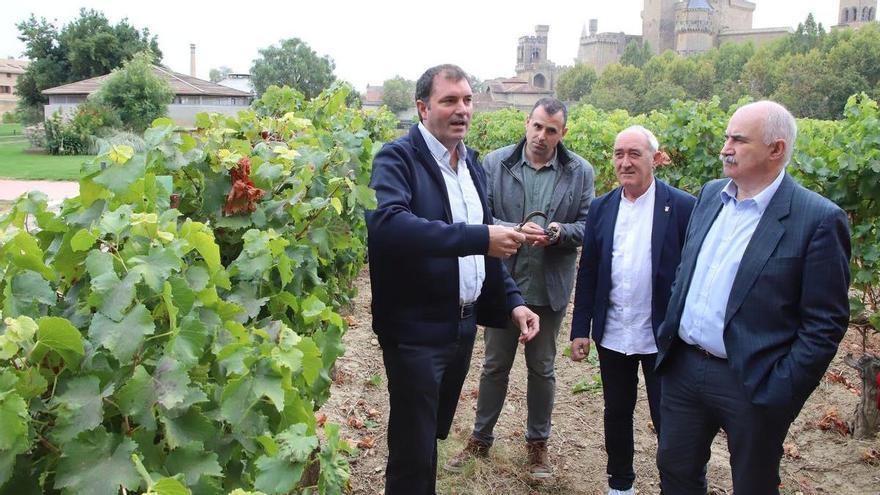 La vendimia en Navarra finaliza con un histórico descenso de producción de uva, pero de &quot;excelente calidad&quot;