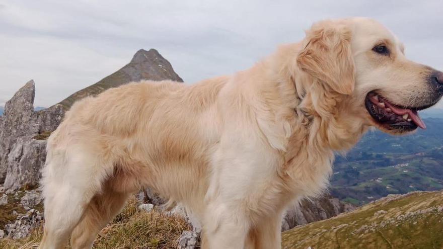 Piden ayuda para encontrar al perro de la montañera navarra fallecida en Panticosa