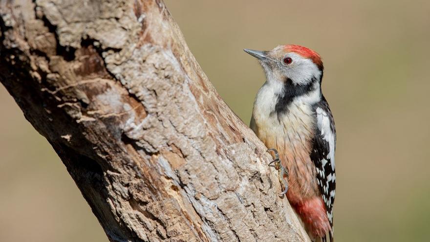 Izkiko Parke Naturalak Okil Ertainaren II. Jaialdia ospatuko du martxoaren 28an eta 29an