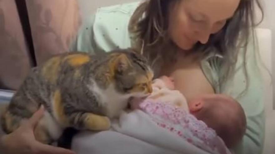 La inesperada reacción de un gato al conocer al nuevo integrante de la familia