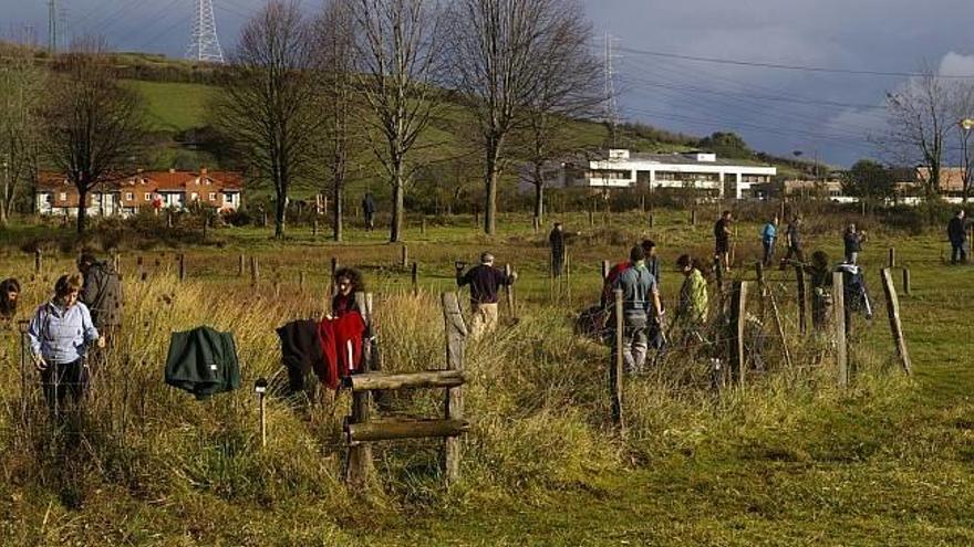 A pesar de las previsiones, la lluvia no interrumpió la plantación.