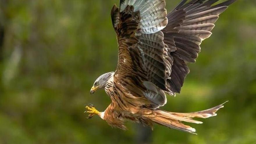 Gipuzkoa ha denunciado 24 posibles delitos ante la Fiscalía desde 2021 por disparar a aves protegidas