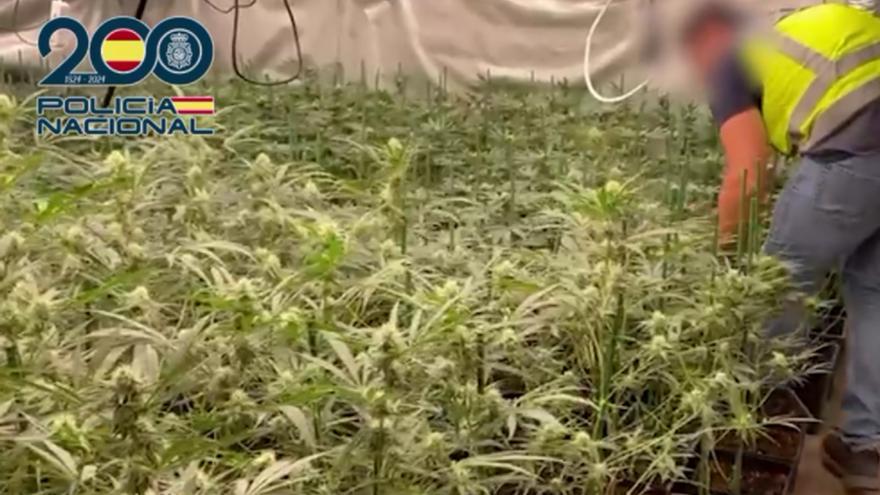 Detenido un vizcaino tras desmantelar una plantación de marihuana en Castro