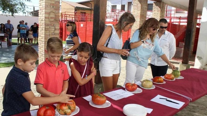 Concurso del tomate más pesado de la pasada edición.