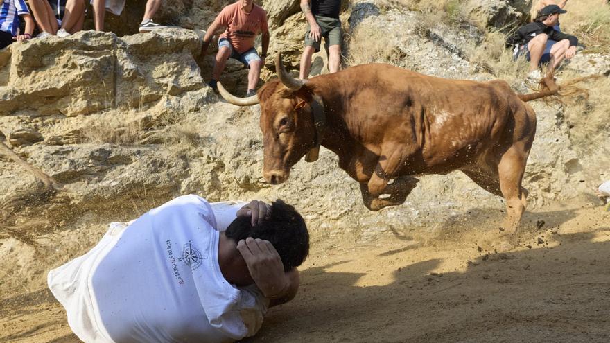 Sexto encierro de El Pilón de Falces 2026, en directo, con vacas de Hípica Zahorí
