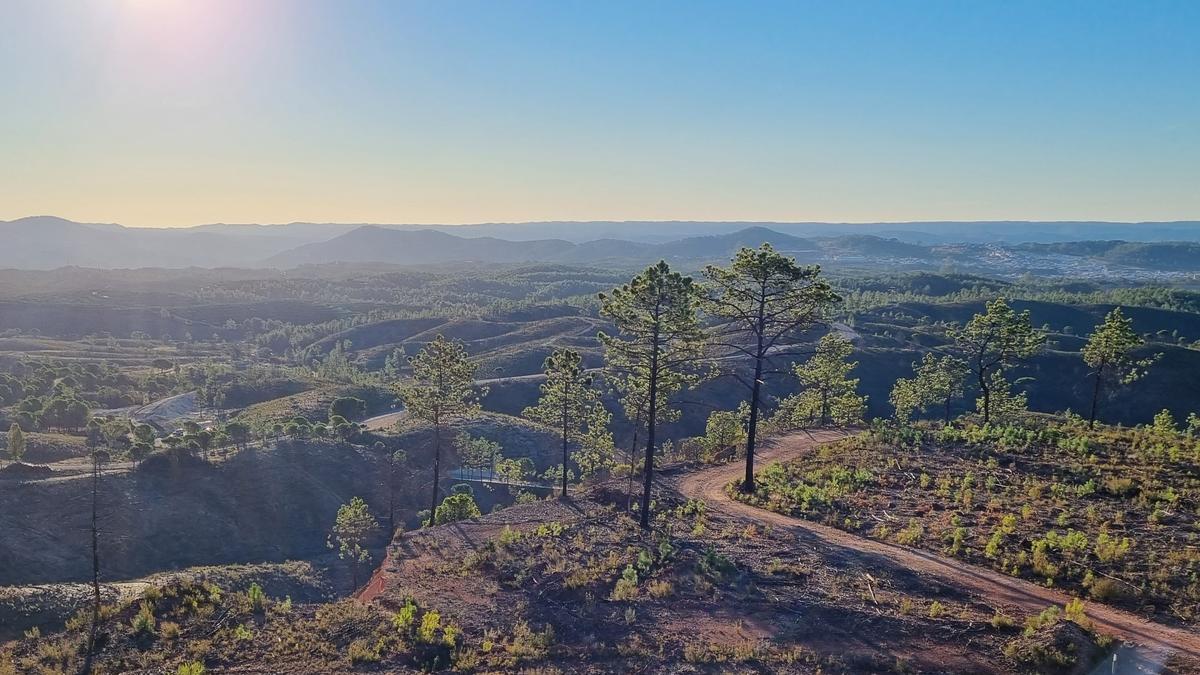Atalaya planta más de 80.000 árboles en cinco años para revitalizar los bosques del entorno de la Cuenca Minera de Huelva.