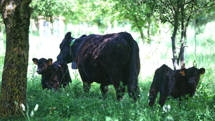 Fotos de las vacas escocesas que han llegado a Pamplona para cuidar el monte Ezkaba