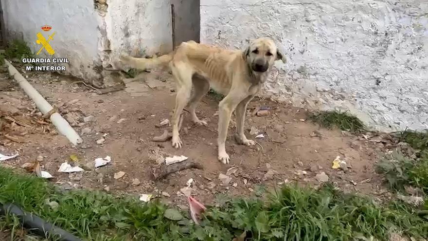 Rescatan a varios perros en estado crítico en una finca de Málaga y hallan el cadáver de otro en una bolsa