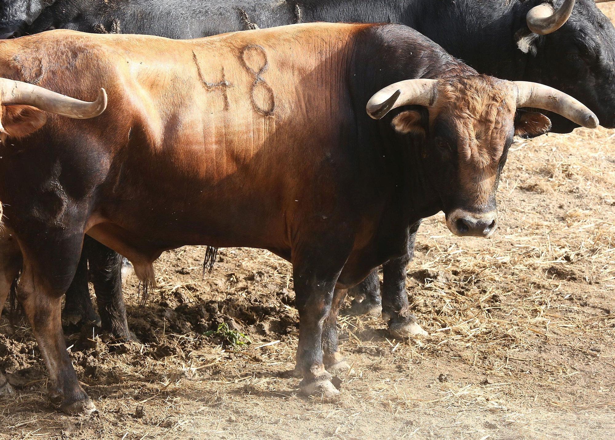 Toros de La Palmosilla de Tarifa para el Encierro del día 7