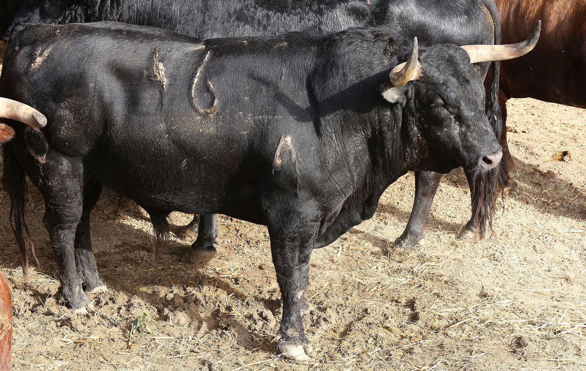 Toros de La Palmosilla de Tarifa para el Encierro del día 7