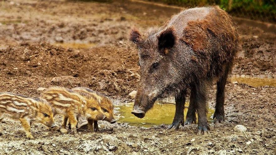 Planas pide calma a los consumidores tras el brote de peste porcina pero advierte: &quot;No hay que bajar la guardia&quot;