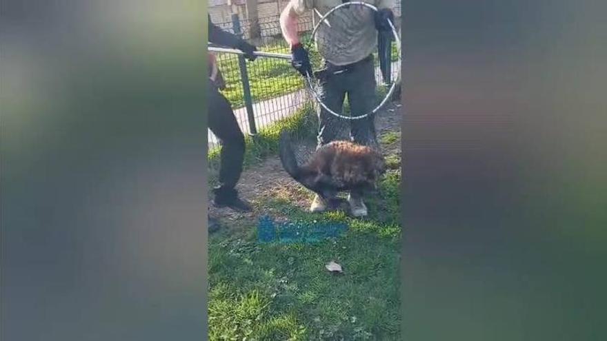 Vídeo del rescate de un castor herido de un pipicán de Pamplona
