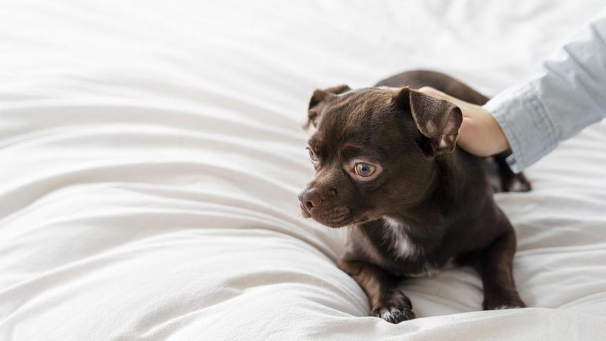 ¿Debería tu perro subir a la cama o al sofá?: un farmacéutico da la respuesta definitiva