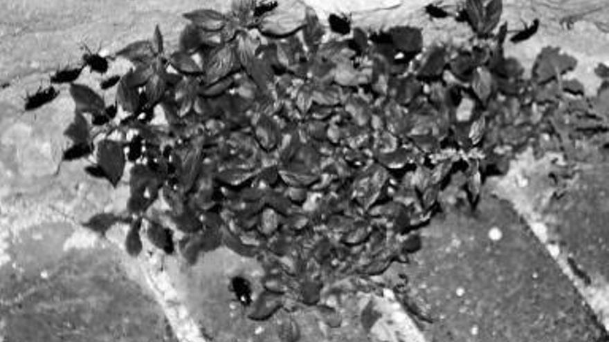 Invasión de cucarachas en el barrio San Miguel.