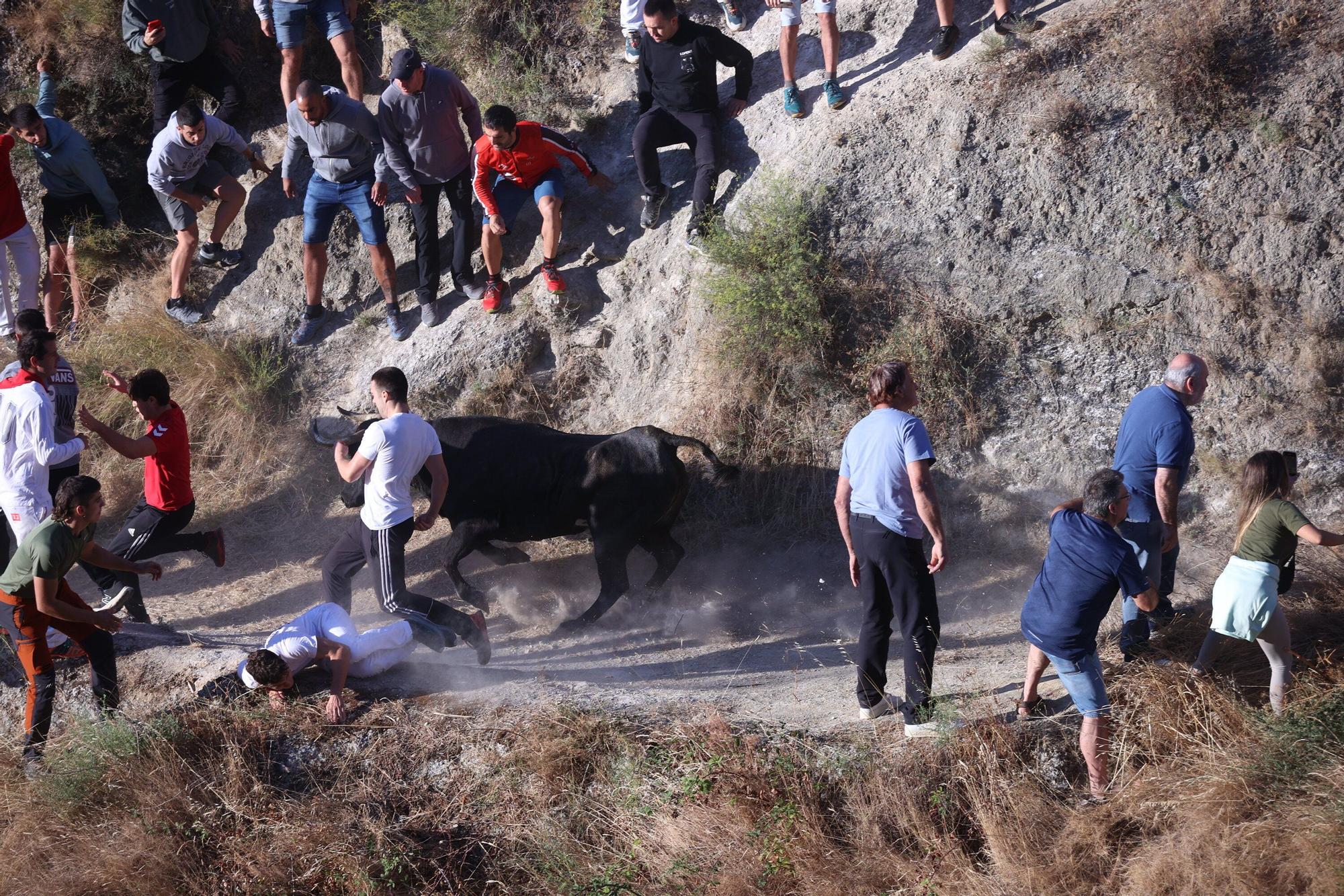 Fotos del penúltimo encierro del Pilón de Falces 2025