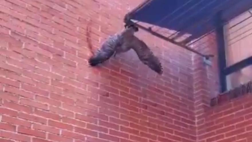 Rescatan un pollo de gaviota enganchado en un colgador en Getxo