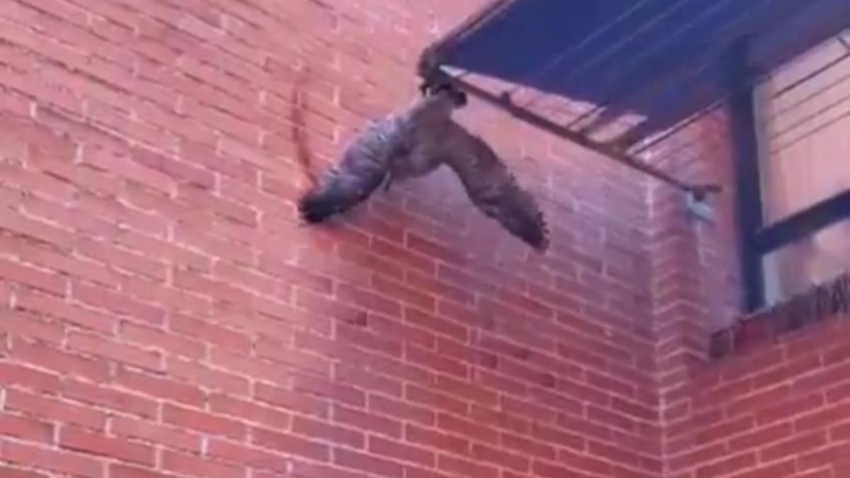 Imagen del pollo de gaviota atrapado
