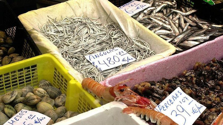 Las capturas de angulas están llevando a la especie al borde de la extinción
