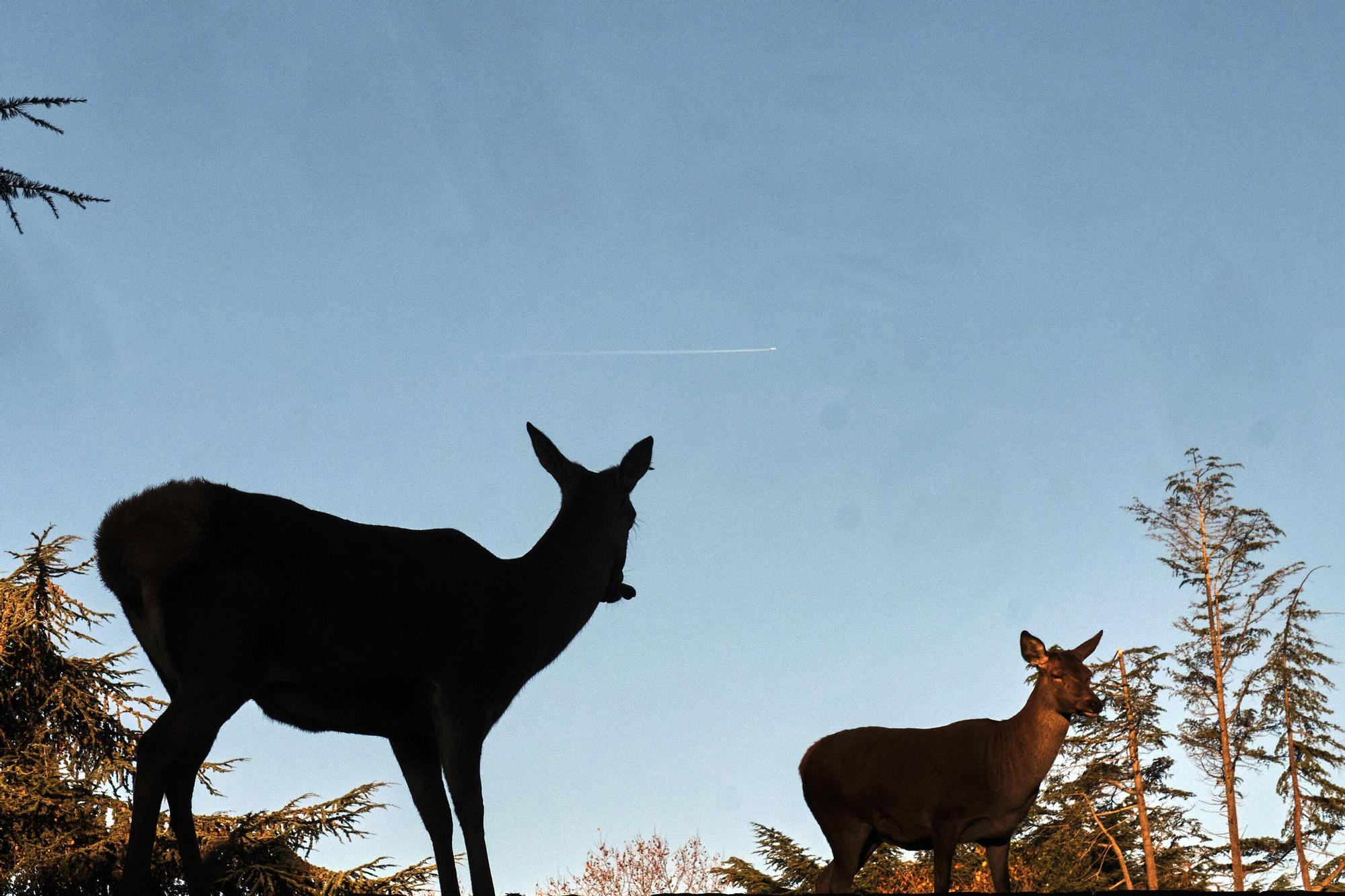 Las medidas contra la gripe aviar en la Taconera de Pamplona