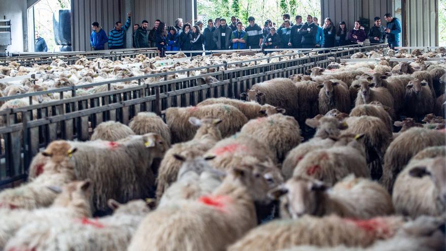 El pastoreo tiene relevo en Gaintza