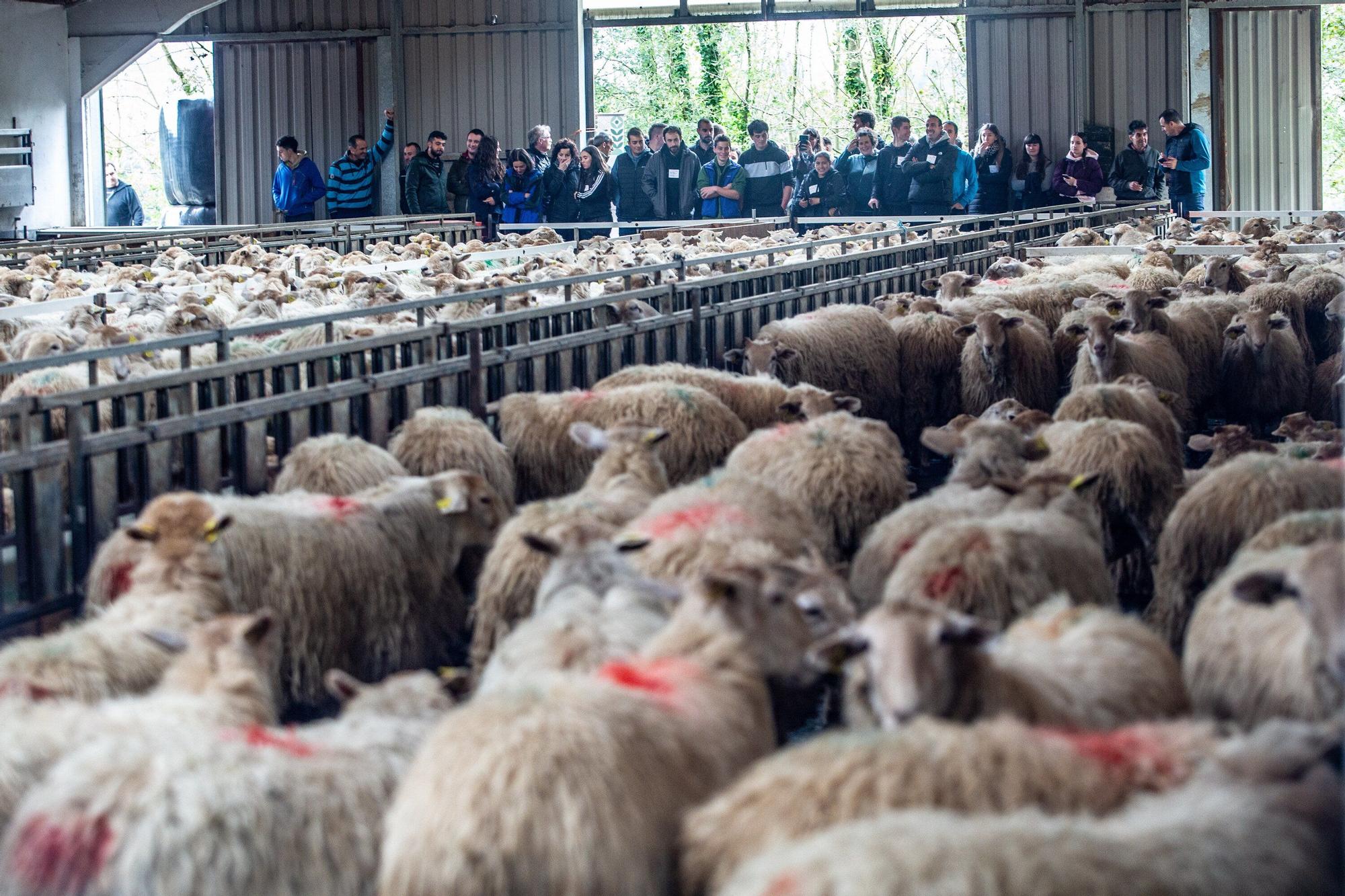 Fotos de la visita a la explotación ganadera de un joven que acaba de instalarse en Gaintza, en el valle de Araitz