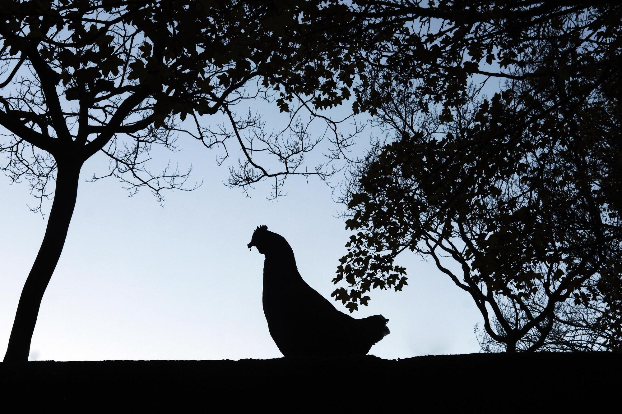 Las medidas contra la gripe aviar en la Taconera de Pamplona