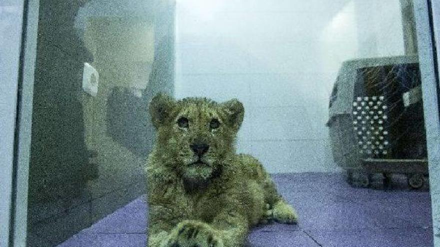 &#039;Magnus&#039;, en las instalaciones de la ONG Let´s Adopt.