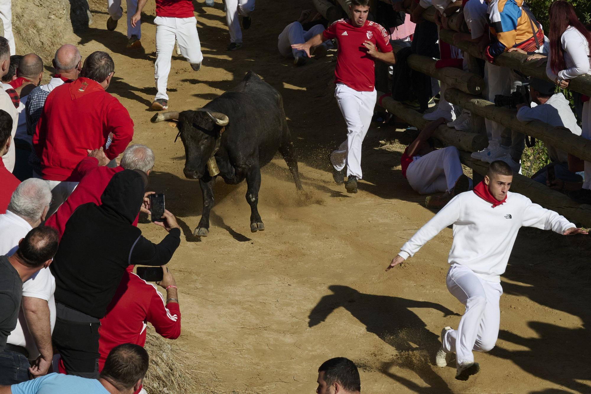 Fotos del penúltimo encierro del Pilón de Falces 2025