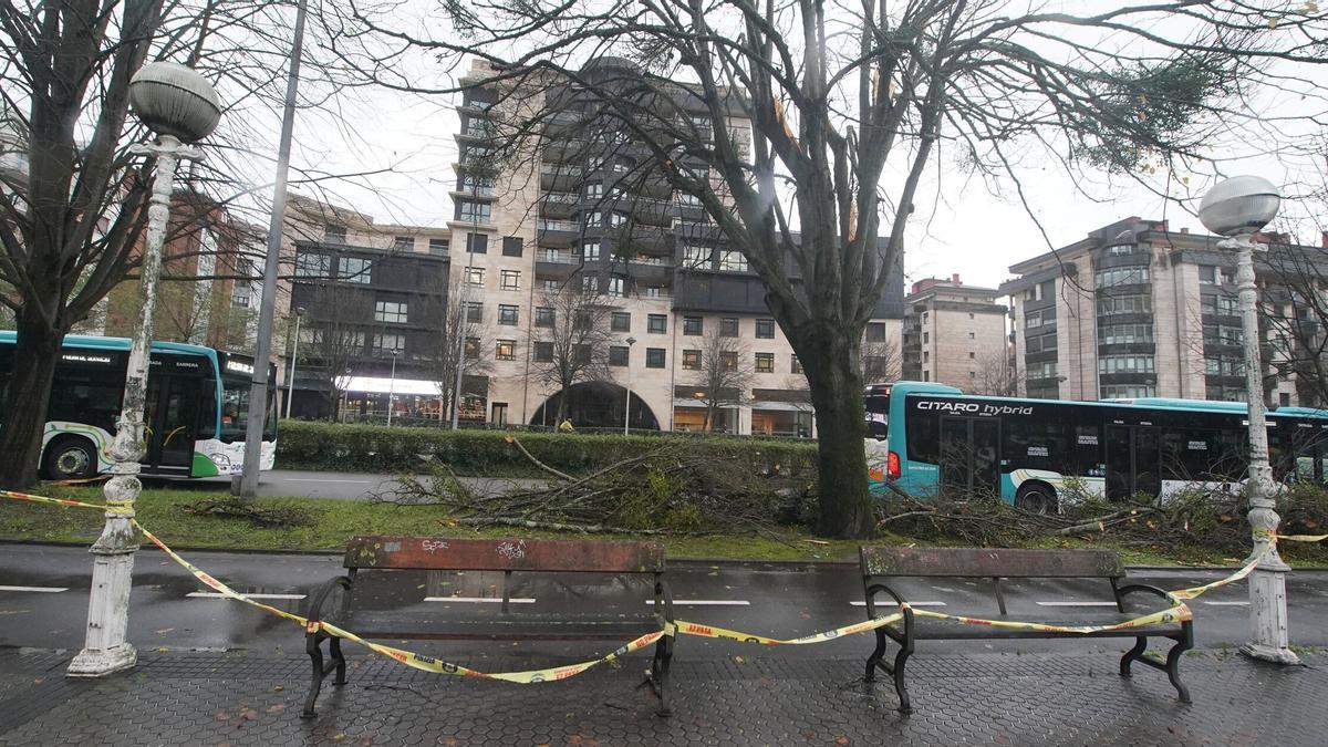 Tilo derribado por una tormenta en la Avenida de Tolosa