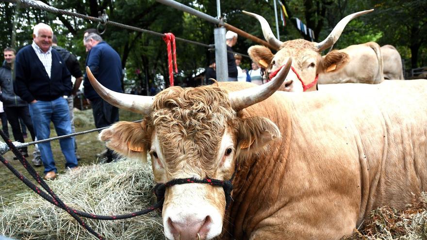 La CAV prohíbe la entrada de animales de zonas con DNC
