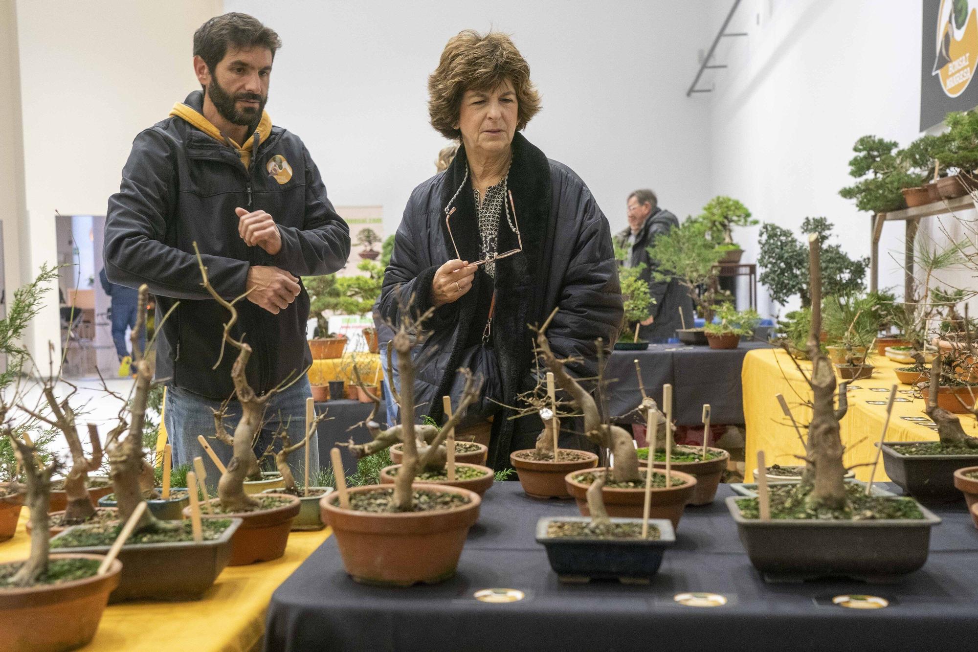 En imágenes: El arte del bonsái llega a Vitoria-Gasteiz