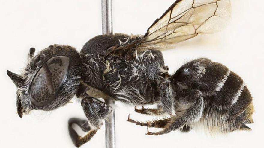 La abeja &#039;Lucifer&#039;: descubren una nueva especie con &quot;cuernos demoníacos&quot;