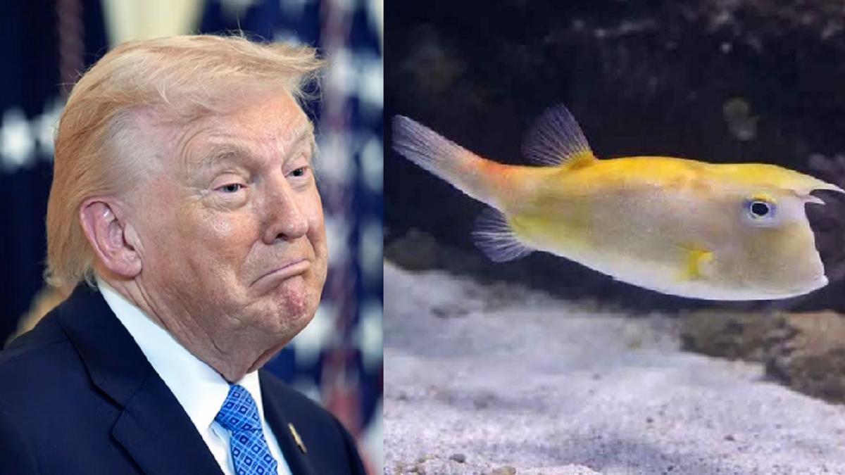 El vídeo del pez que tiene un increíble parecido con Donald Trump