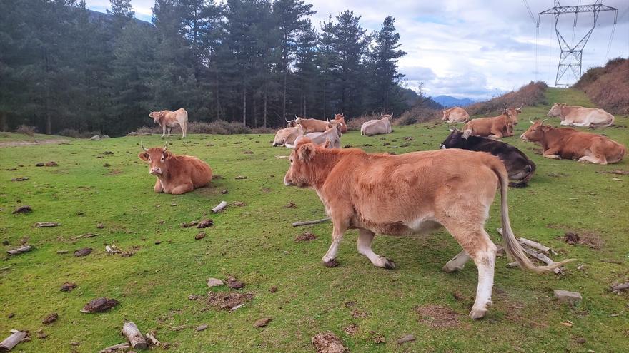 El Gobierno vasco pide ampliar a Euskadi la vacunación contra la DNC tras el último foco en Huesca