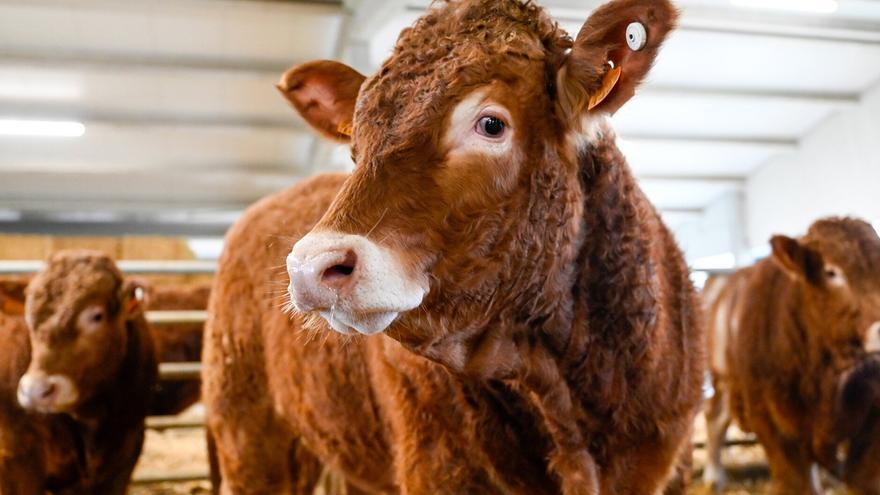 Se vende semental de raza y vacunado en Aia