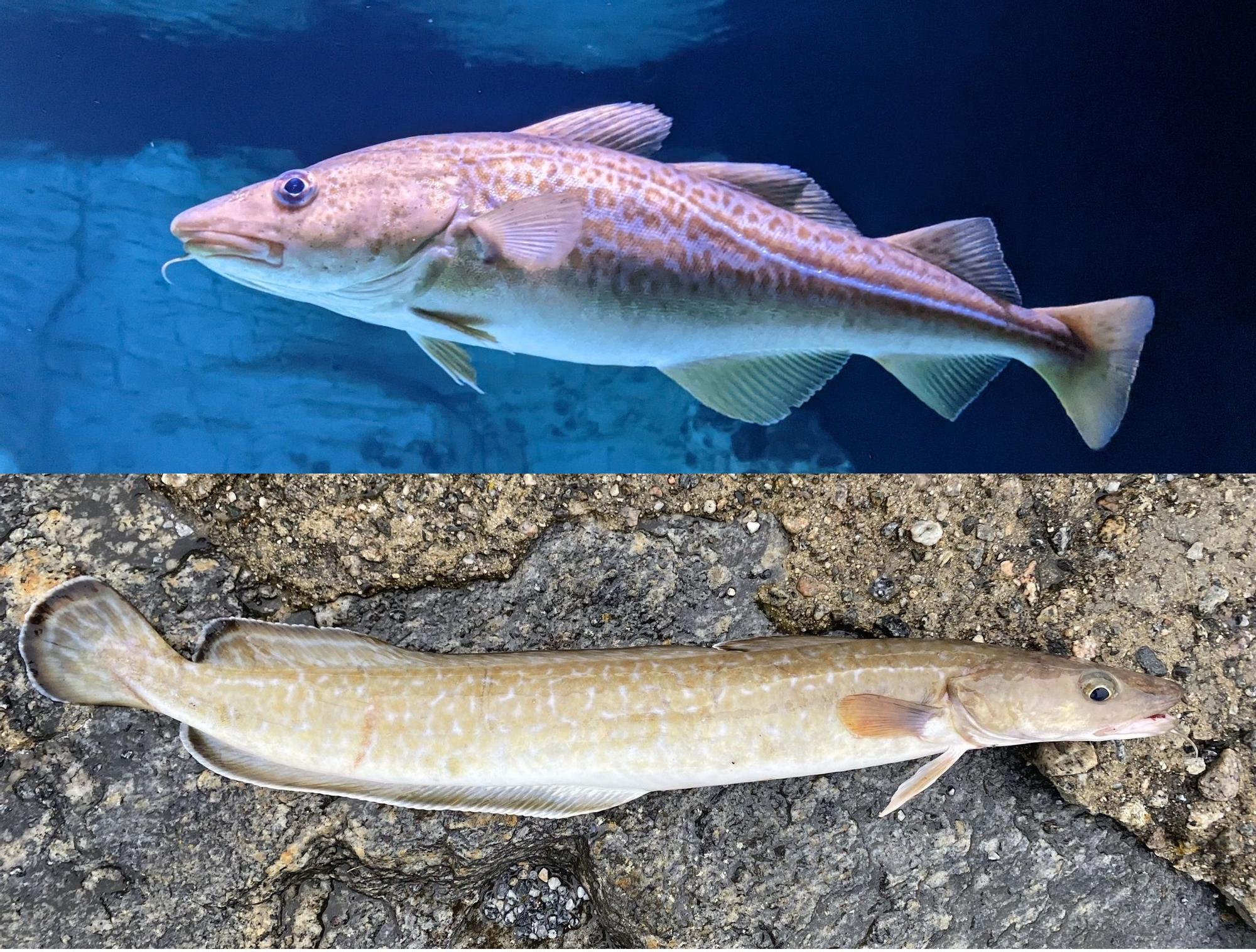 Arriba, un ejemplar de  bacalao y abajo, una maruca o ling.