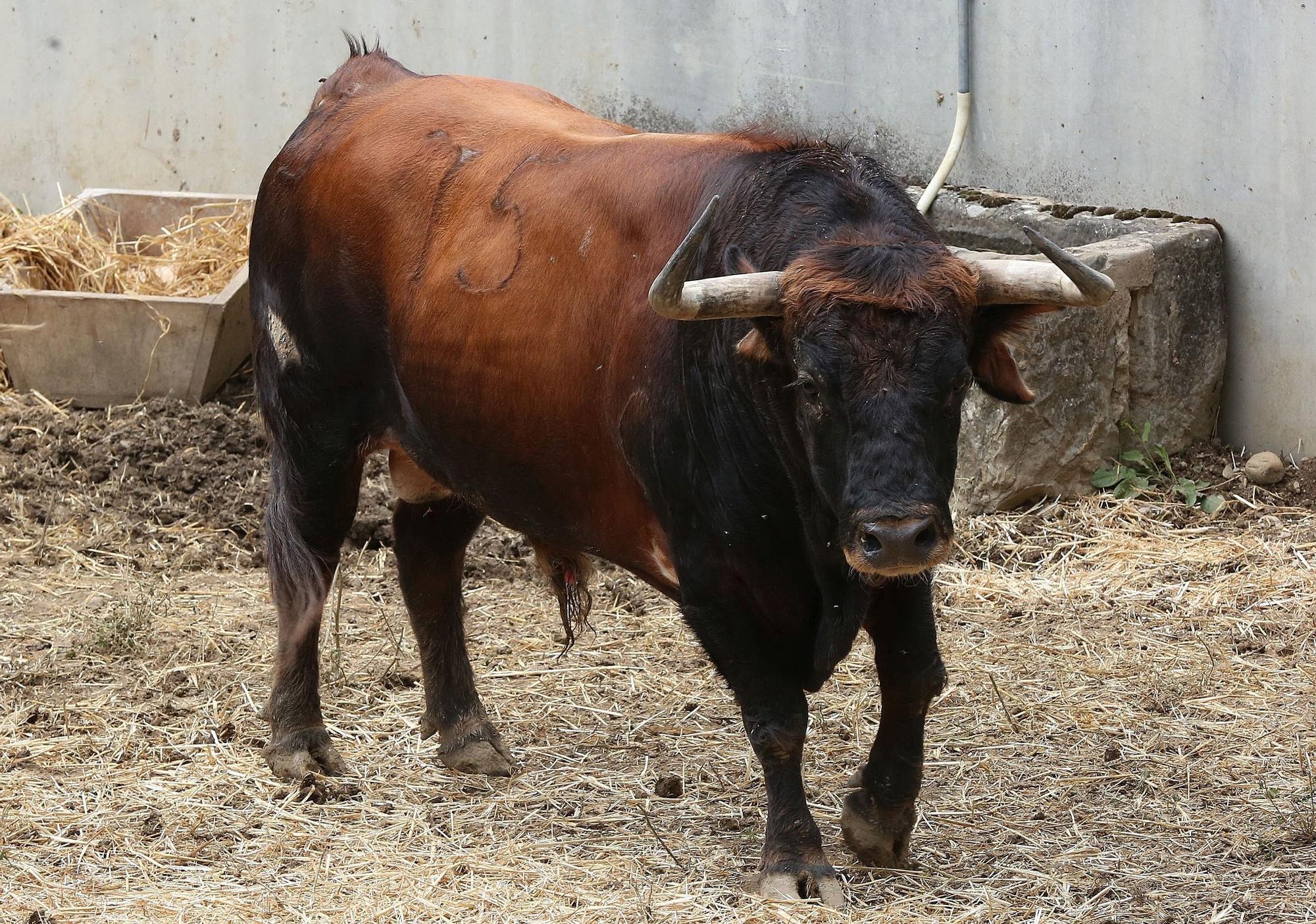 Toros de Cebada Gago