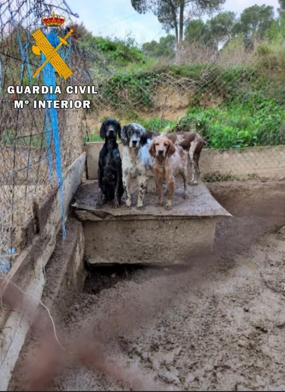 Maltrato animal en Nafarroa: un perro muerto y otros 23 en condiciones deplorables