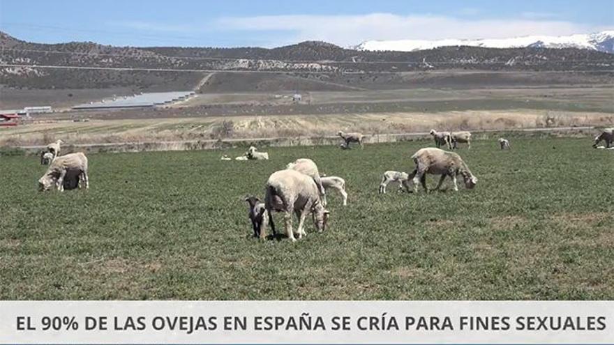 Imagen de la videonoticia humorística sobre el pastoreo de El Mundo Today.