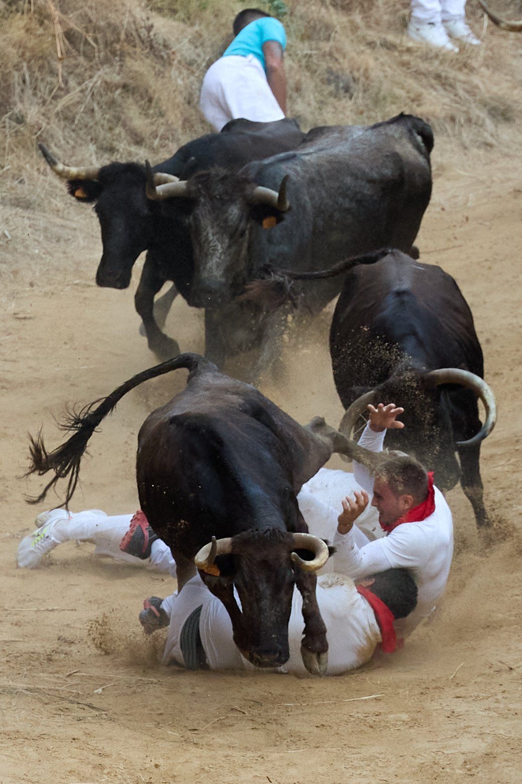 Fotos del tercer encierro del Pilón de Falces 2025