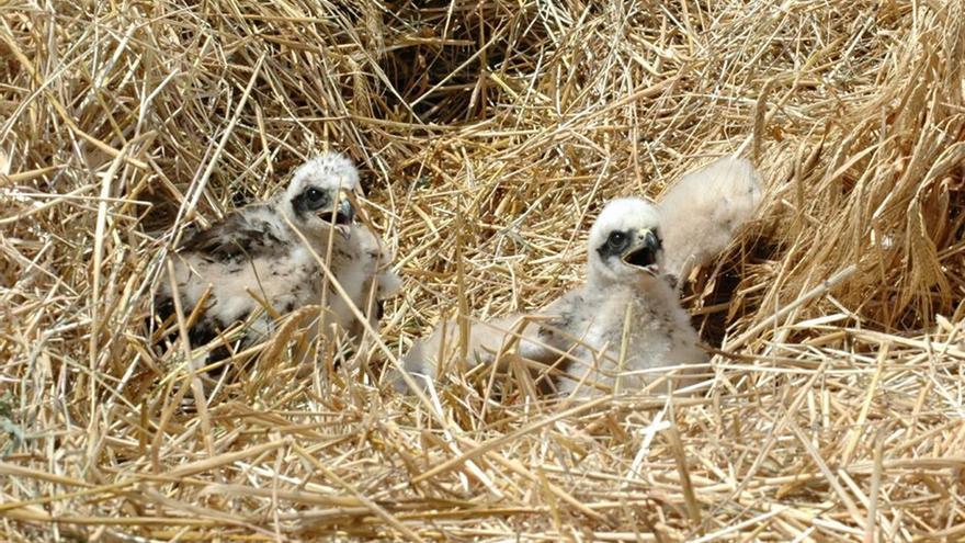 El campo cambia de ‘tempo’