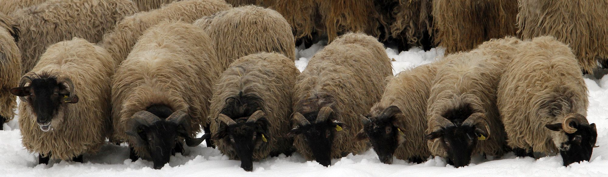 Ovejas latxas de cabeza negra, en Borda Marengo.