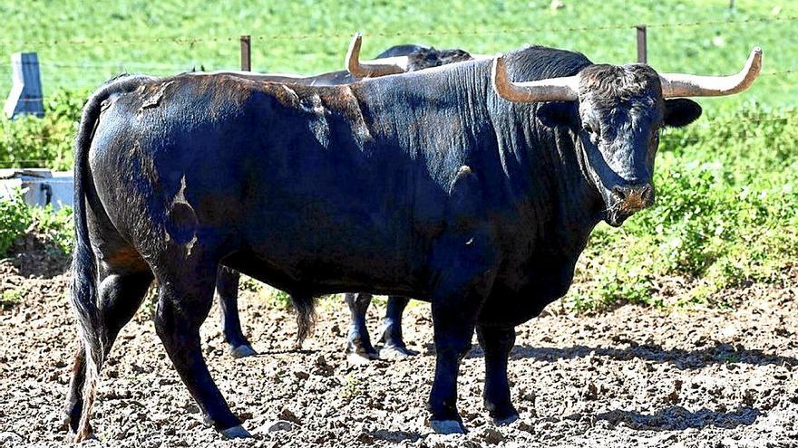 41. ‘Escandaloso’. Hijo de Histórico. Reseñado para San Fermin, y puesto en instagram La Palmosilla el 3 de marzo.