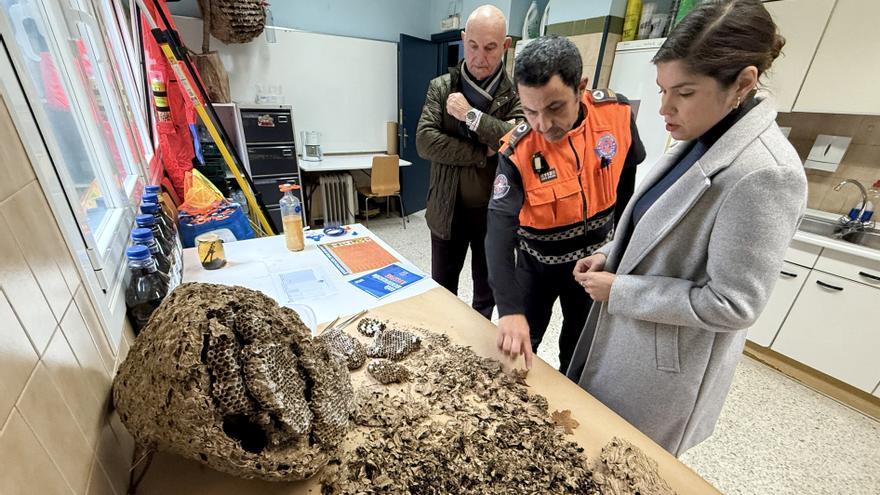 Barakaldo ha eliminado este año 3.130 ejemplares de avispa asiática