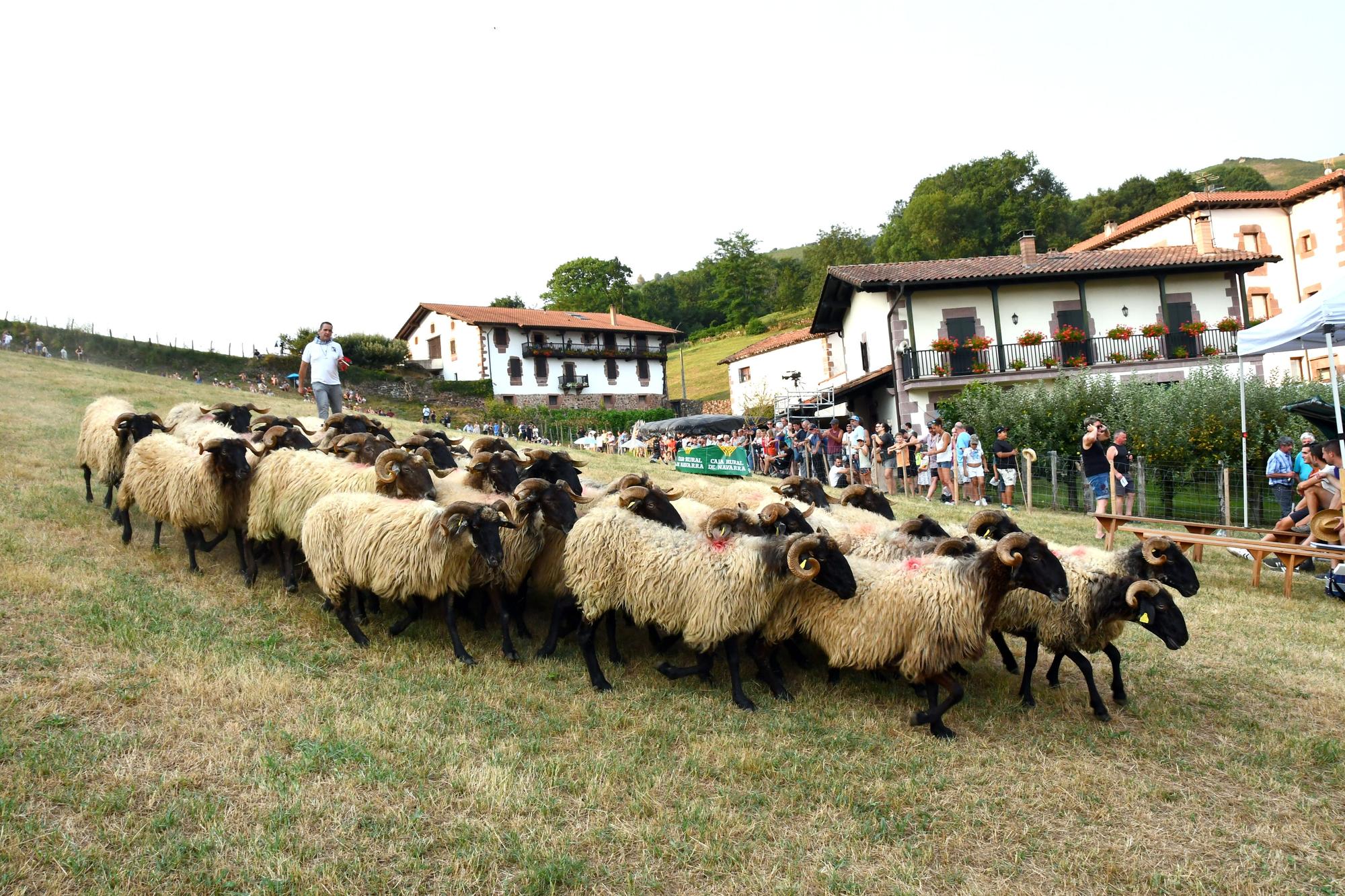 perro amaiur (6).JPG