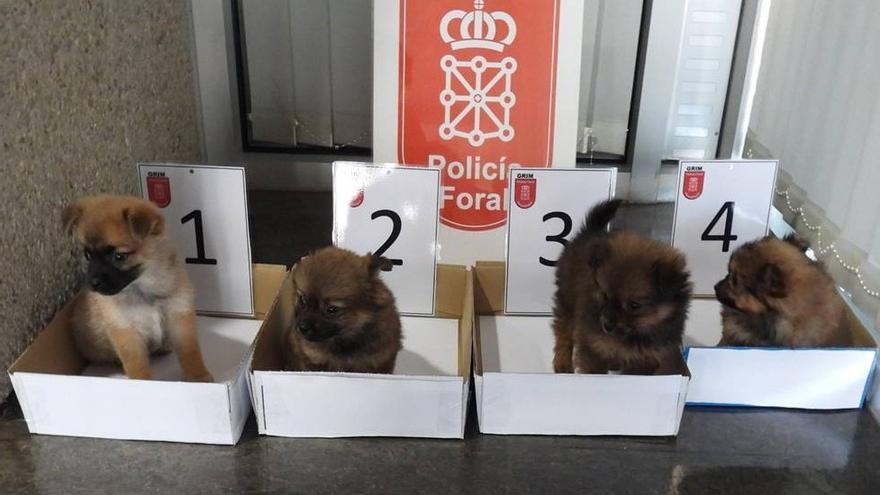 Dos investigados por abandonar a cuatro cachorros de perro en un contenedor de Cortes