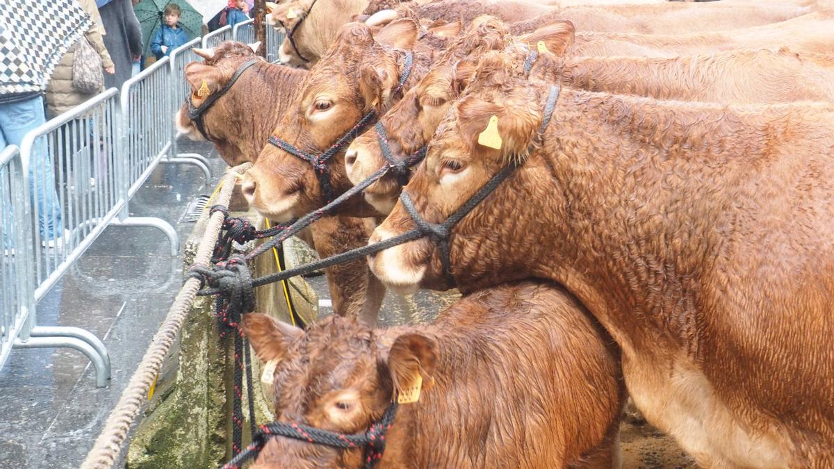 El ganado será el gran ausente de la feria de este año debido a la dermatosis nodular contagiosa.
